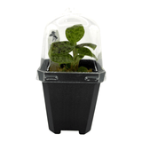 Lightning Jewel Orchid Pots Orchid Plant in a protective container with greenhouse dome for humidity.