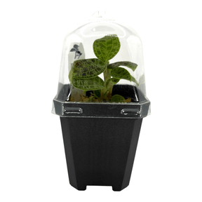 Lightning Jewel Orchid Pots Orchid Plant in a protective container with greenhouse dome for humidity.