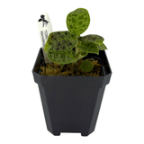 Lightning Jewel Orchid Pots Orchid Plant in a black pot showcasing its unique leafy patterns.