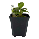 Lightning Jewel Orchid Pots Orchid Plant in a black pot with striking foliage and care tag.