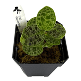 Lightning Jewel Orchid Pots Orchid Plant in a black square pot with dark foliage and striking patterns.