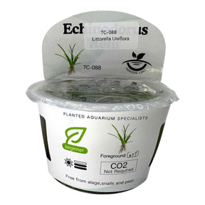 Littorella Uniflora TC Tropical Plant in a container labeled for aquarium use, ideal for foreground planting.