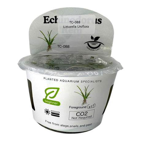 Littorella Uniflora TC Tropical Plant in a container labeled for aquarium use, ideal for foreground planting.