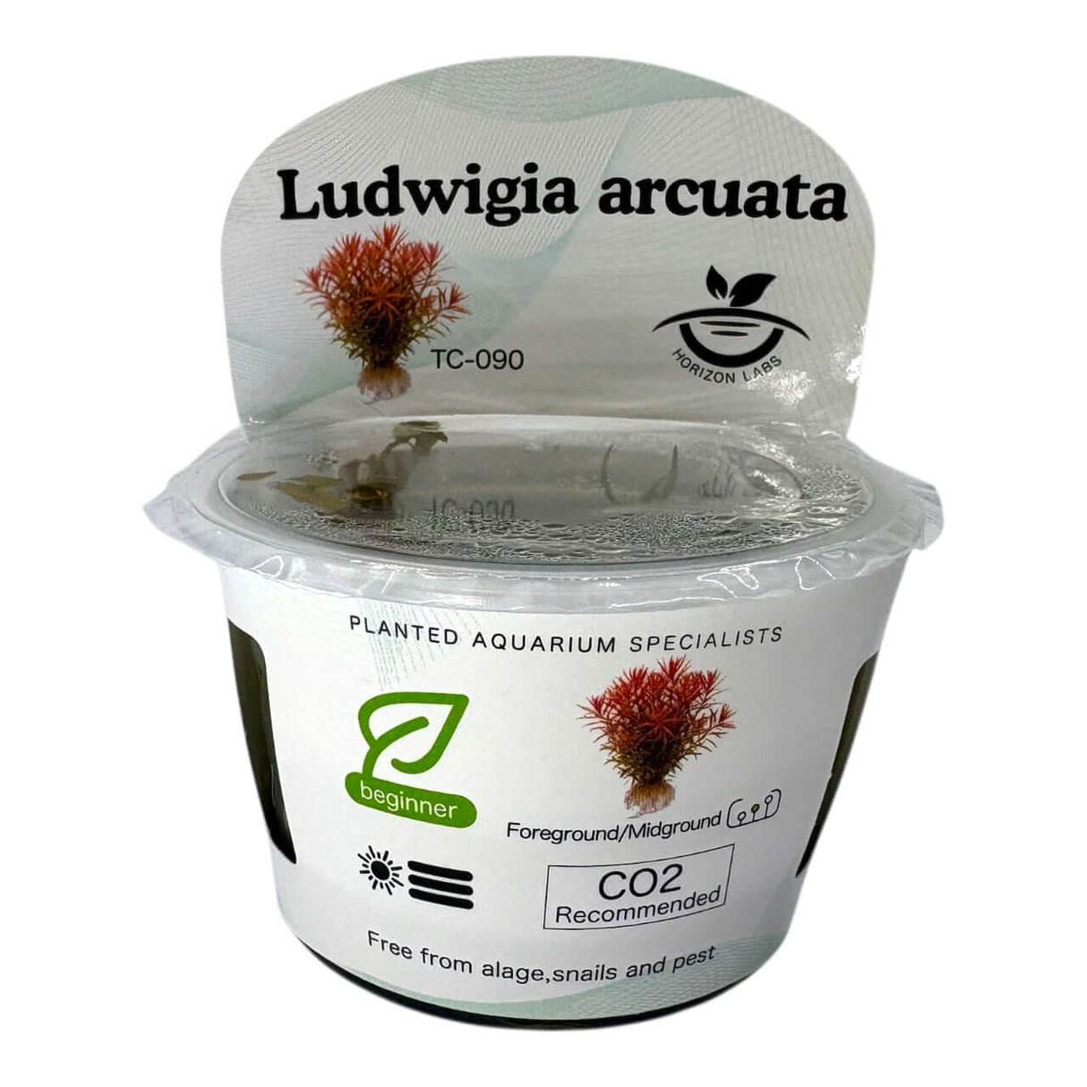 Ludwigia Arcuata TC Tropical Plant in container with care instructions for beginners.