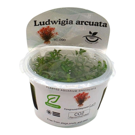 Ludwigia Arcuata TC Tropical Plant in a clear container for aquarium decoration, showcasing its vibrant foliage.