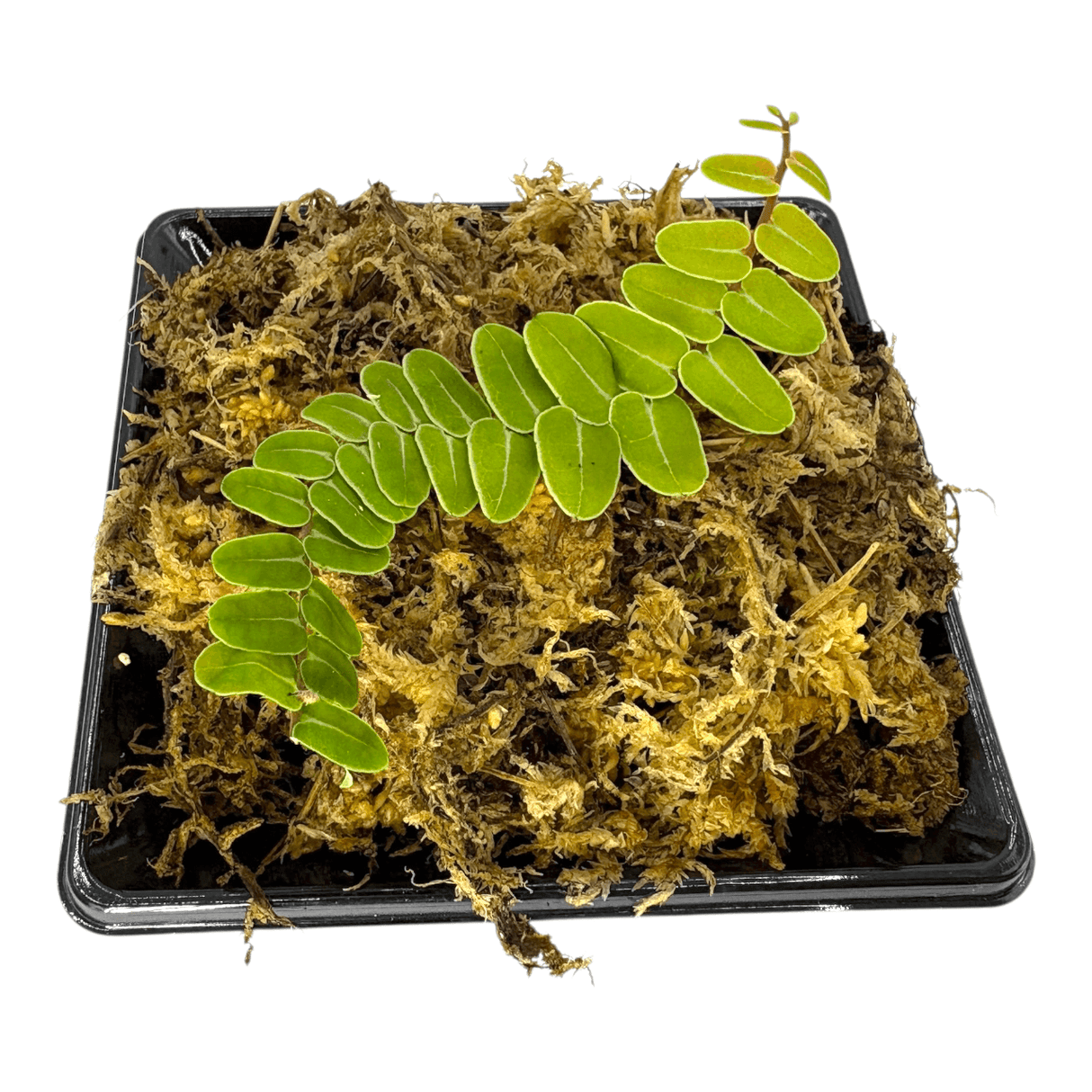 Marcgravia Umbellata Cup Tropical Plant in a black pot with moss, showcasing its bright green shingle-like leaves.