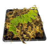 Marcgravia Umbellata Cup Tropical Plant in a black pot with moss, showcasing its bright green shingle-like leaves.