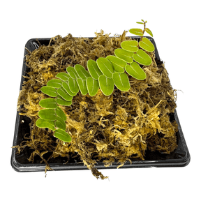 Marcgravia Umbellata Cup Tropical Plant in a black pot with moss, showcasing its bright green shingle-like leaves.