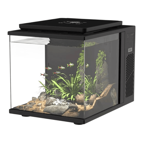 Maxspect DICE Pico 2 AIO Freshwater Aquarium showcasing a vibrant aquascape with plants and fish.