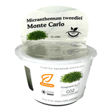 Micranthemum Sp Monte Carlo TC Tropical Plant in clear container with care instructions