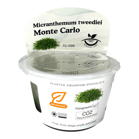 Micranthemum Sp Monte Carlo TC Tropical Plant in clear container with care instructions