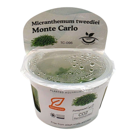 Micranthemum Sp Monte Carlo TC Tropical Plant in clear cup for aquarium landscaping