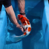 Person holding a koi fish in water, demonstrating handling techniques for koi care with NT Labs Pond Koi Ulcer Swab 100ml.
