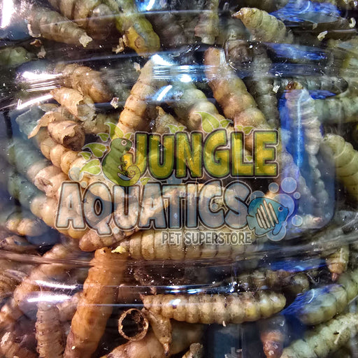 Needapet Dried Black Soldier Fly Larvae in a clear container, ideal pet food for reptiles, birds, and fish.