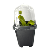 Nepenthes Gaya Pots Carnivorous Plant in a black pot with a clear dome for humidity.