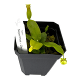 Nepenthes Gaya Pots Carnivorous Plant in black pot, showcasing vibrant green leaves and growing pitchers.