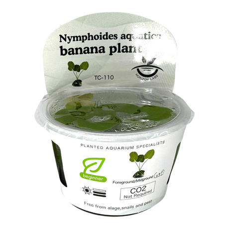 Nymphoides Aquatica TC Tropical Plant in a container showcasing banana-shaped leaves and aquatic care details.
