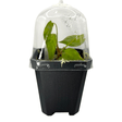 Philodendron Billietiae Pots Aroid Plant in a clear humidity dome for optimal growth.