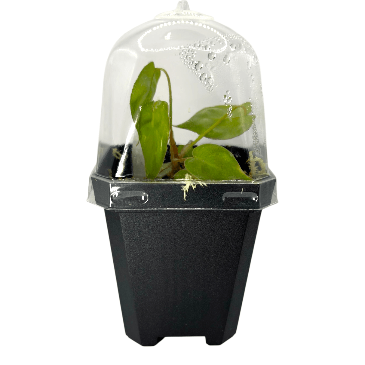 Philodendron Billietiae Pots Aroid Plant in a clear humidity dome for optimal growth.