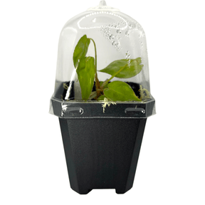 Philodendron Billietiae Pots Aroid Plant in a clear humidity dome for optimal growth.