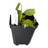 Philodendron Billietiae Pots Aroid Plant in a black pot showcasing its vibrant leaves and tag.