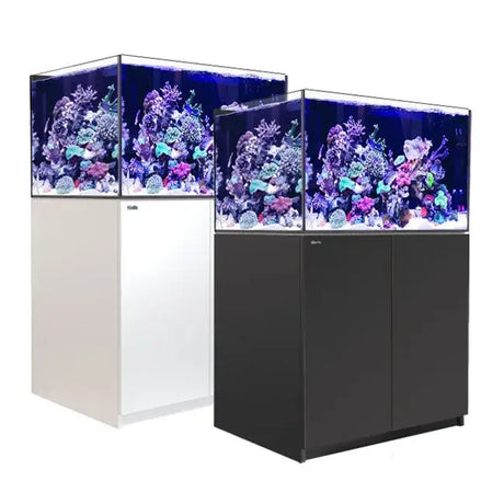 Red Sea Reefer G2+ 300 Aquarium showcasing vibrant corals in two stylish color options.