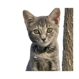 Rogz AlleyCat Kitten and Cat Collar on a cute gray kitten showcasing comfort and safety features.