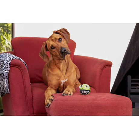 Dog sitting on a red chair with Rogz Grinz Fetch Frog Toy, enjoying playtime and creating fun moments.