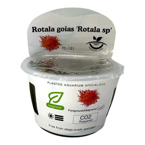 Rotala Goias Rotala Sp TC Tropical Plant in packaging, ideal for beginners and requires CO2 for best growth.