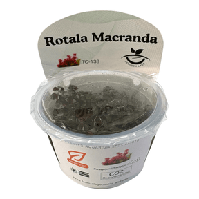 Rotala Macranda TC Tropical Plant in packaging with plant care details visible.