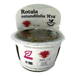 Rotala Rotundifolia Hra TC Tropical Plant in a clear container with care instructions.