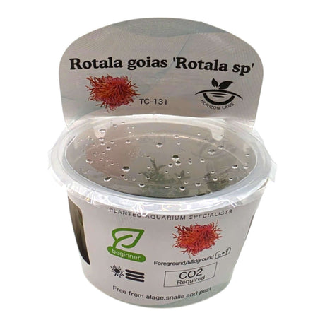 Rotala Goias Rotala Sp TC Tropical Plant packaging for aquarium planting, featuring CO2 requirements and care details.