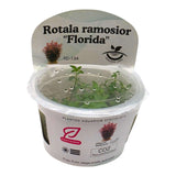Rotala Ramosior Florida TC Tropical Plant in a clear cup for aquarium planting, ideal for vibrant aquatic landscaping.