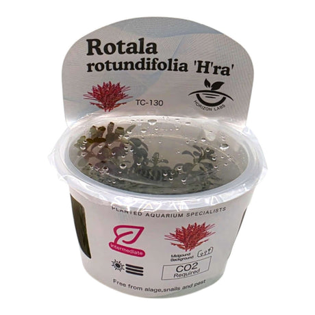 Rotala Rotundifolia Hra TC Tropical Plant in a container with care requirements for aquascaping.