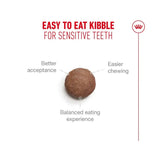 Royal Canin Ageing 11+ Dry Cat Food kibble for sensitive teeth, easier chewing and better acceptance.