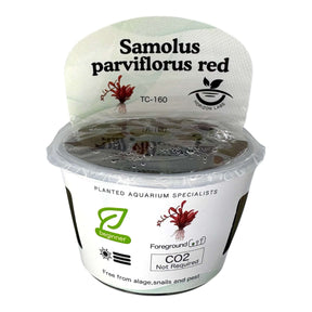 Samolus Parviflorus Red TC Tropical Plant in a transparent container for aquarium enthusiasts.