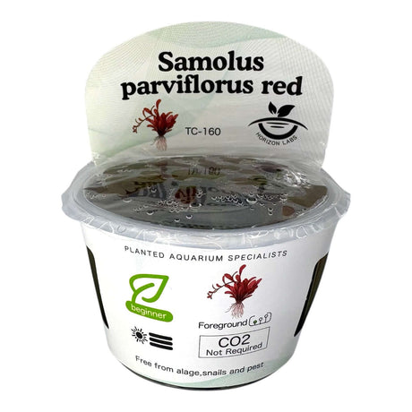 Samolus Parviflorus Red TC Tropical Plant in a transparent container for aquarium enthusiasts.