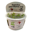 Samolus Parviflorus Red TC Tropical Plant in a cup, showcasing its compact leaves and vibrant color.