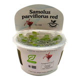 Samolus Parviflorus Red TC Tropical Plant in a cup, showcasing its compact leaves and vibrant color.
