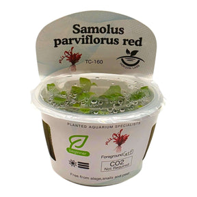 Samolus Parviflorus Red TC Tropical Plant in a cup, showcasing its compact leaves and vibrant color.
