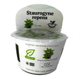 Staurogyne Repens TC Tropical Plant in packaging, ideal for planted aquariums, suitable for beginners.