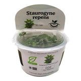 Staurogyne Repens TC Tropical Plant in a clear packaging for aquariums with vibrant green leaves.
