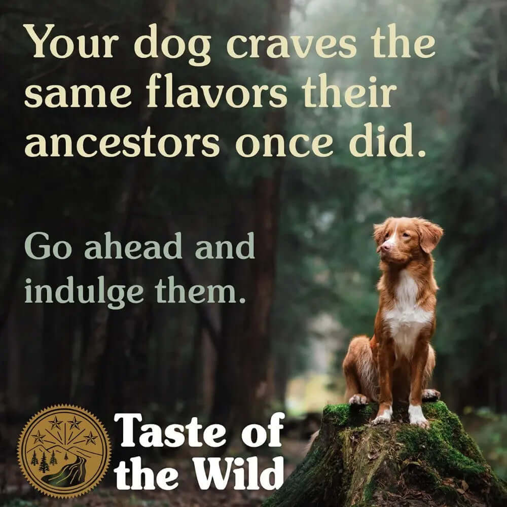 Taste of the Wild Canine Pine Forest Dry Food with a dog standing in a forest, emphasizing ancestral flavors.