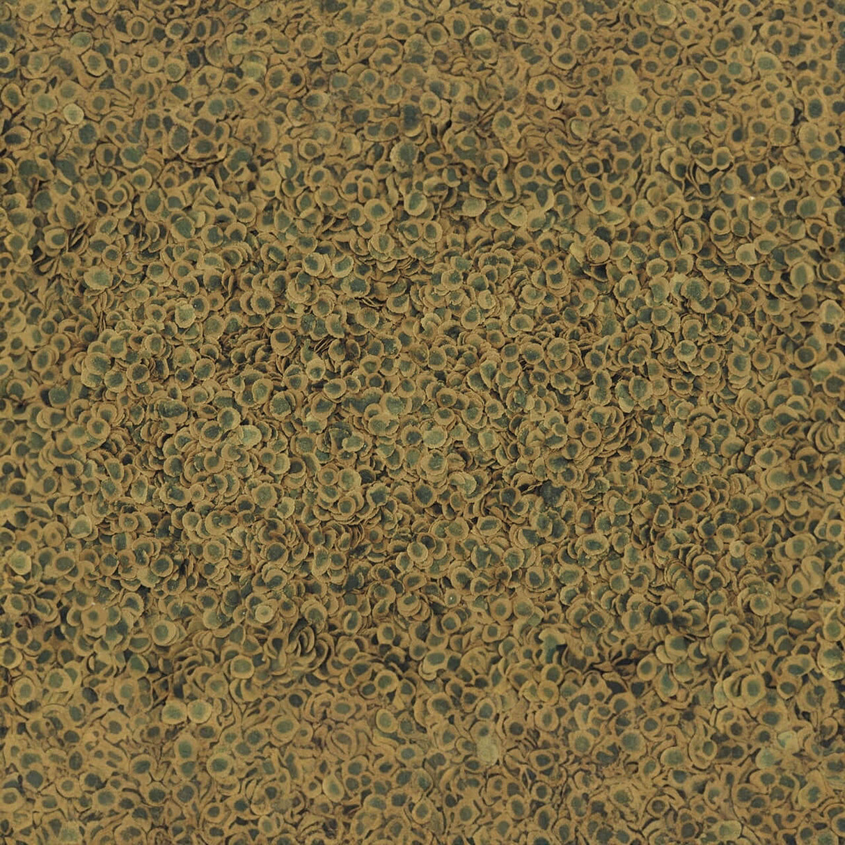 Close-up of TetraPRO Algae Crisps, highlighting the texture and premium quality for fish nutrition.