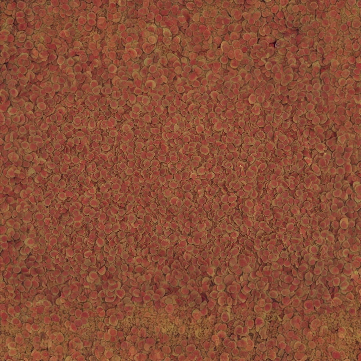 TetraPRO Colour Crisps, a premium fish food featuring vibrant color concentrate for enhanced fish coloration.
