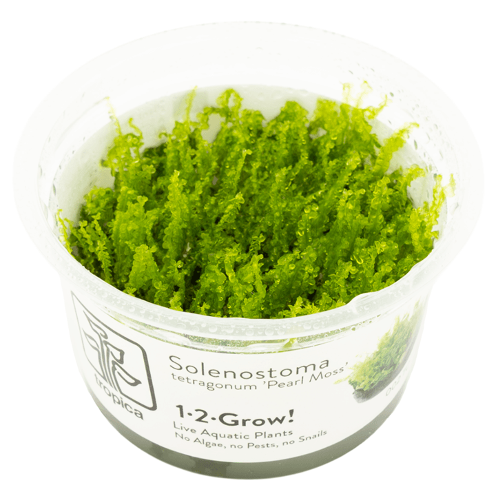 Tropica 002 Solenostoma Tetragonum Pearl Moss vibrant green aquatic plant in clear container.