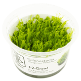 Tropica 002 Solenostoma Tetragonum Pearl Moss vibrant green aquatic plant in clear container.