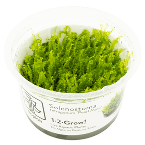 Tropica 002 Solenostoma Tetragonum Pearl Moss vibrant green aquatic plant in clear container.