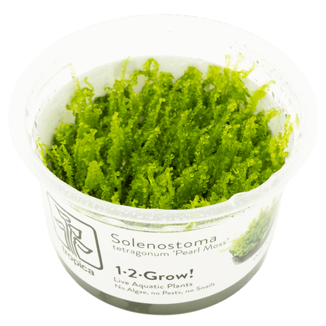 Tropica 002 Solenostoma Tetragonum Pearl Moss vibrant green aquatic plant in clear container.