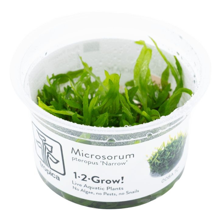 Tropica 008A Microsorum Pteropus Narrow live aquatic plants in a clear container ready for aquascaping.